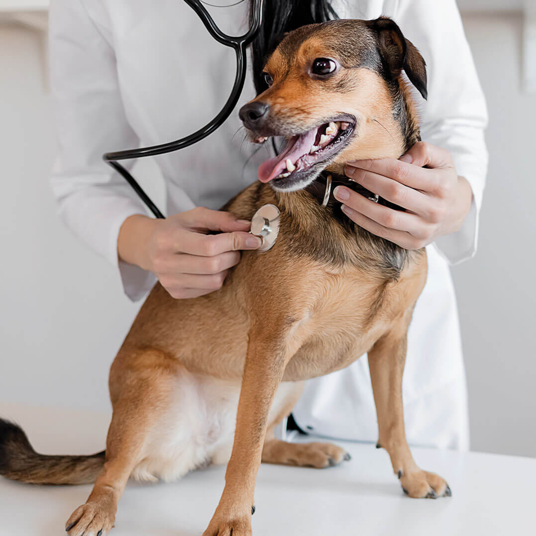 Payments & Insurance Best Friends Veterinary Hospital