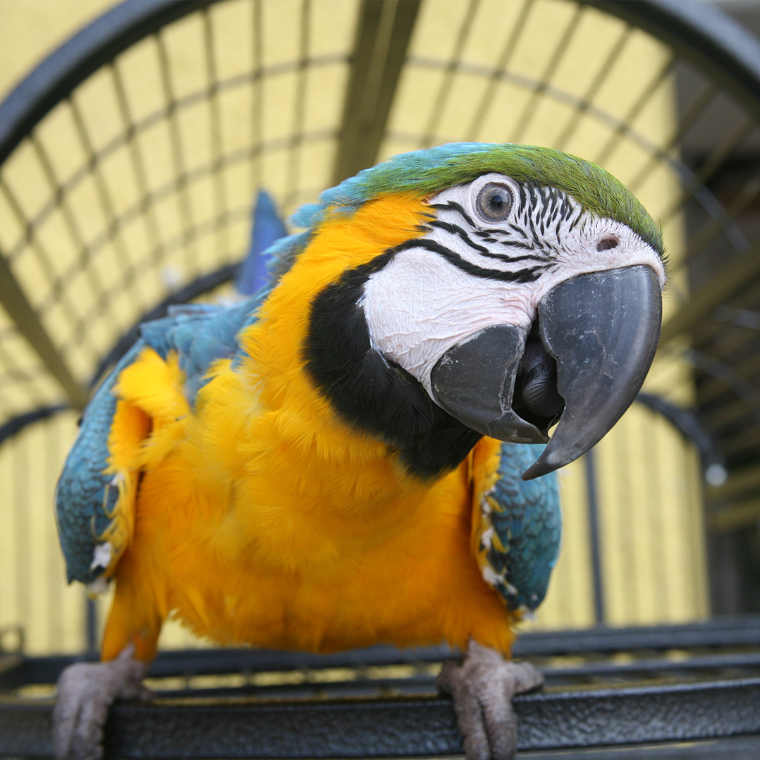 Exotic Pet Veterinarian Near Me