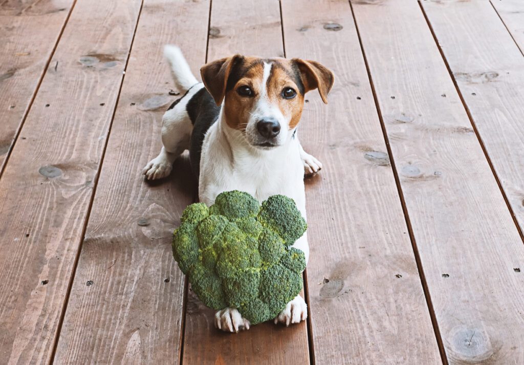 can dogs eat broccoli in Crossville, TN