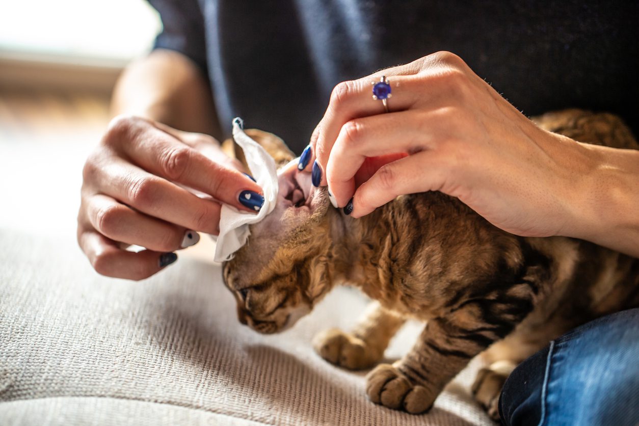 How to Clean Your Cat’s Ears Best Friends Veterinary Hospital