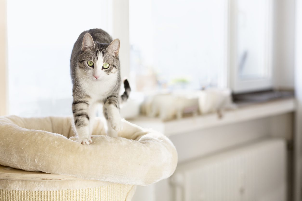 The Science Behind Cat Kneading: Understanding Your Pet's Instincts 