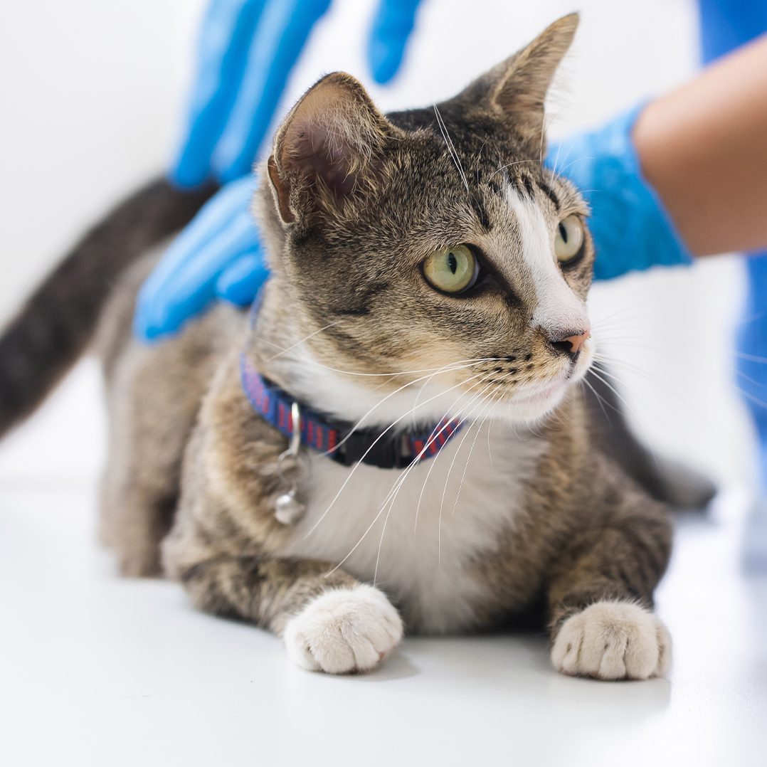 Best Friends Veterinary Hospital Veterinarian in Cookeville, TN