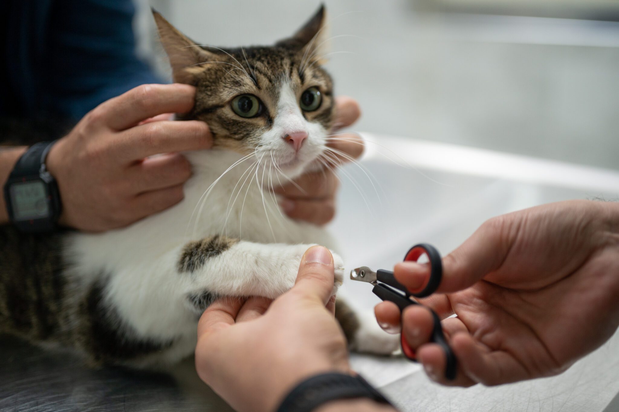 How to Trim Cat Nails Like a Pro Best Friends Veterinary Hospital