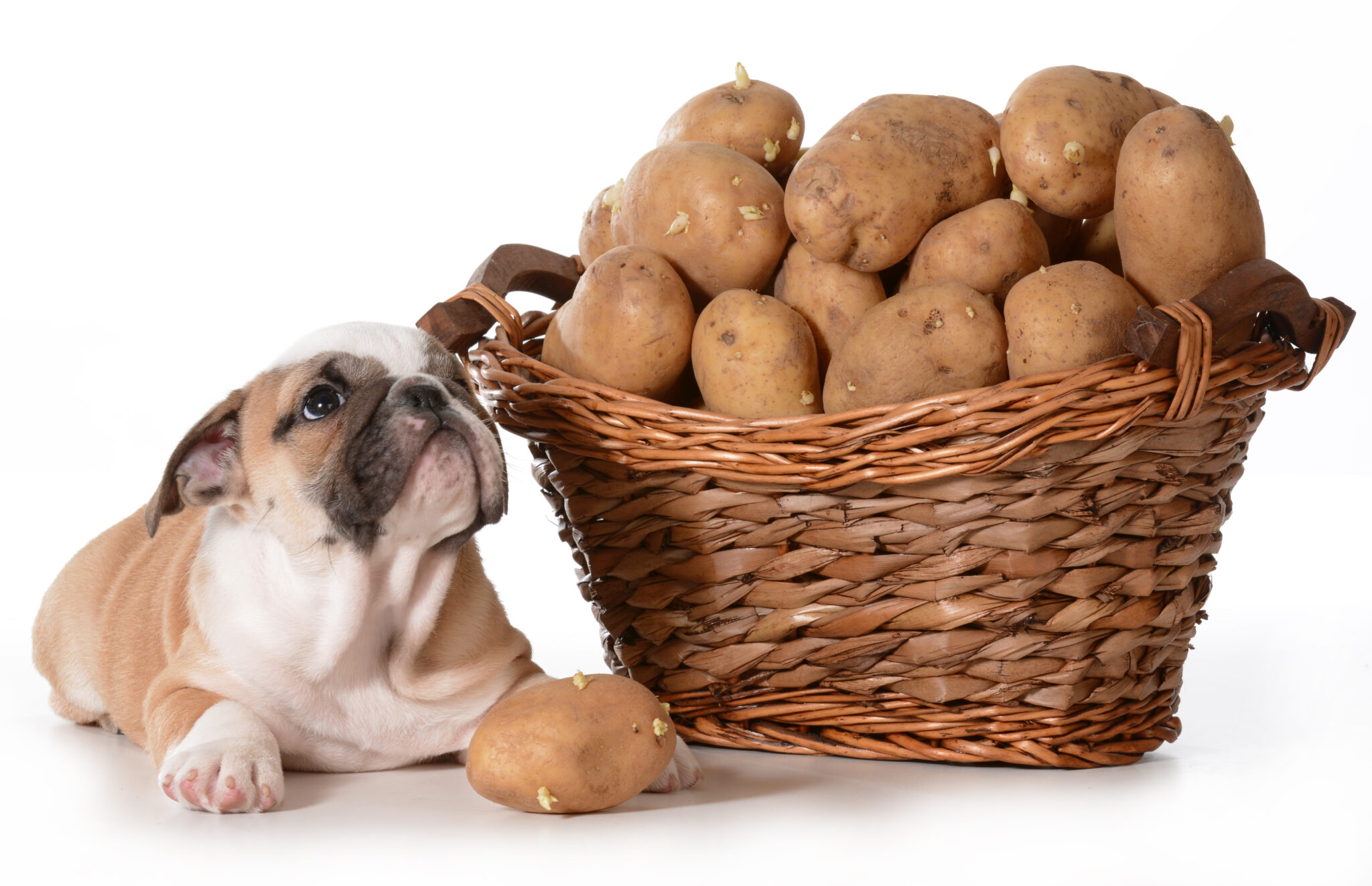 Why is potato shop bad for dogs