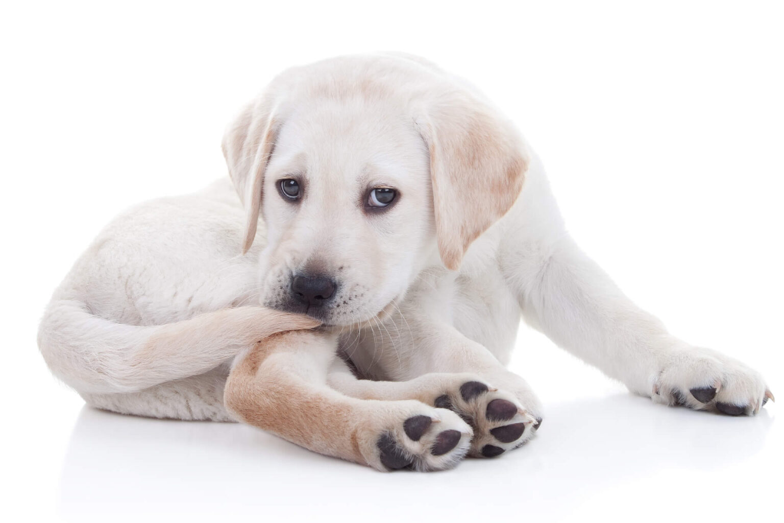 What Causes Dog Tail Chewing Best Friends Veterinary Hospital