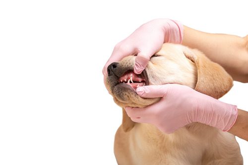vet-holding-dog's-mouth-open