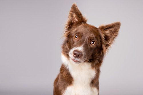 red-and-white-border-collie-dog-tilting-his-head