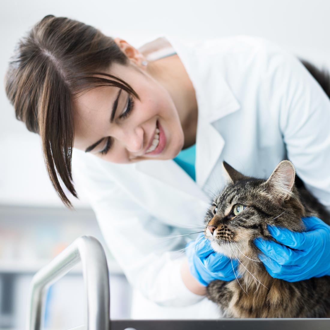 Spay and Neuter Surgery in Cookeville & Crossville, TN Best Friends Veterinary Hospital