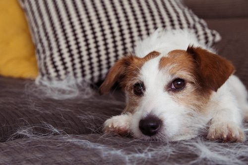 jack-russell-terrier-shedding-hair-and-laying-on-couch