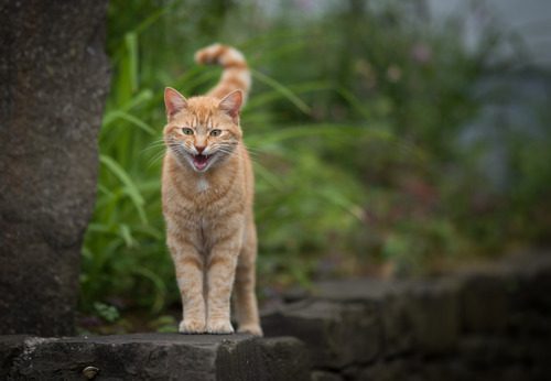 orange-cat-standing-on-stone-wall-meowing