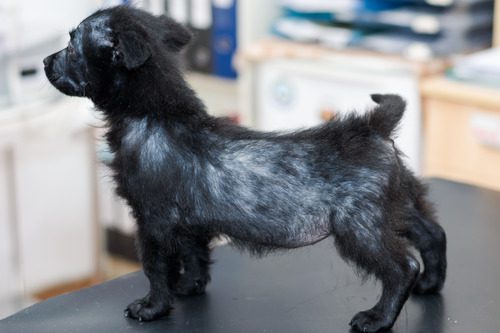 small-black-dog-with-mange