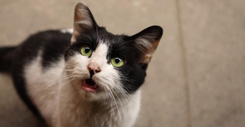 black-and-white-cat-meowing