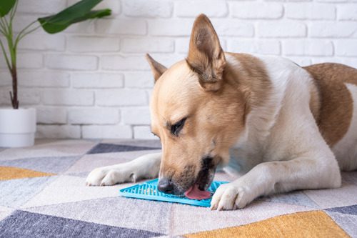 dog-using-lick-mat-while-eating-peanut-butter