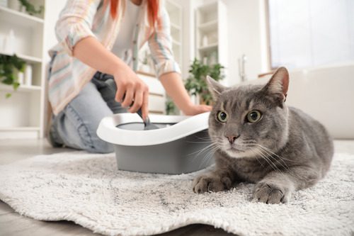 gray-cat-laying-next-to-litter-box-while-female-owner-scoops-litter