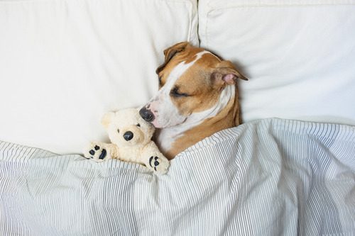dog-sleeping-in-bed-under-blankets-with-a-teddy-bear