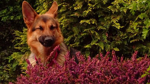 german-shepherd-dog-sitting-in-flower-field-mid-sneeze