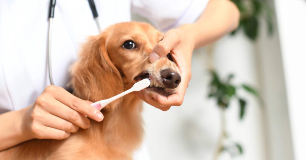 veterinarian brushing dachshund dog's teeth at clinic