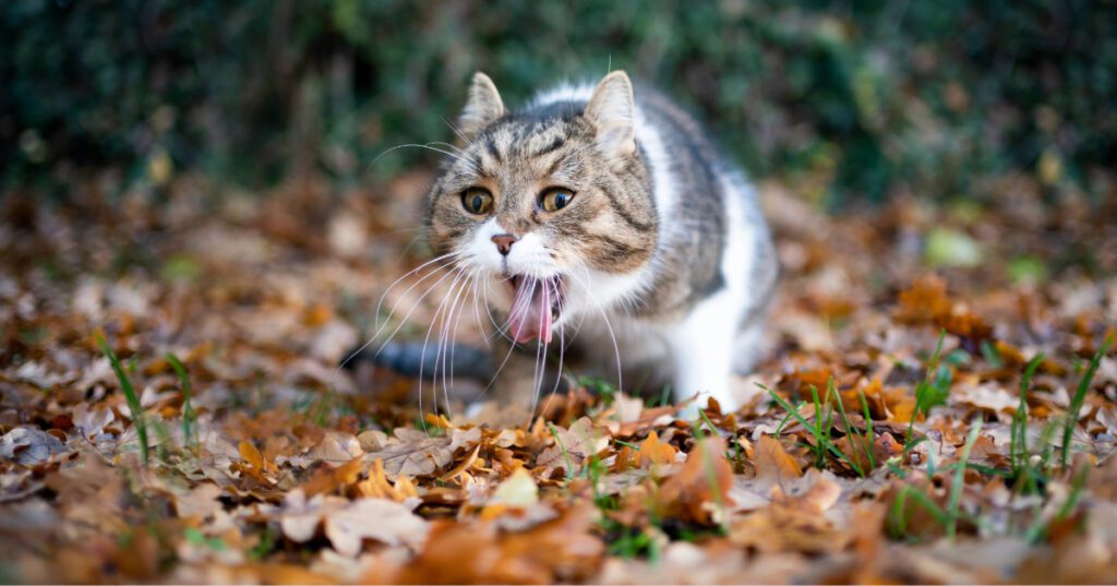 tabby white British shorthair cat outdoors in the garden throwing up
