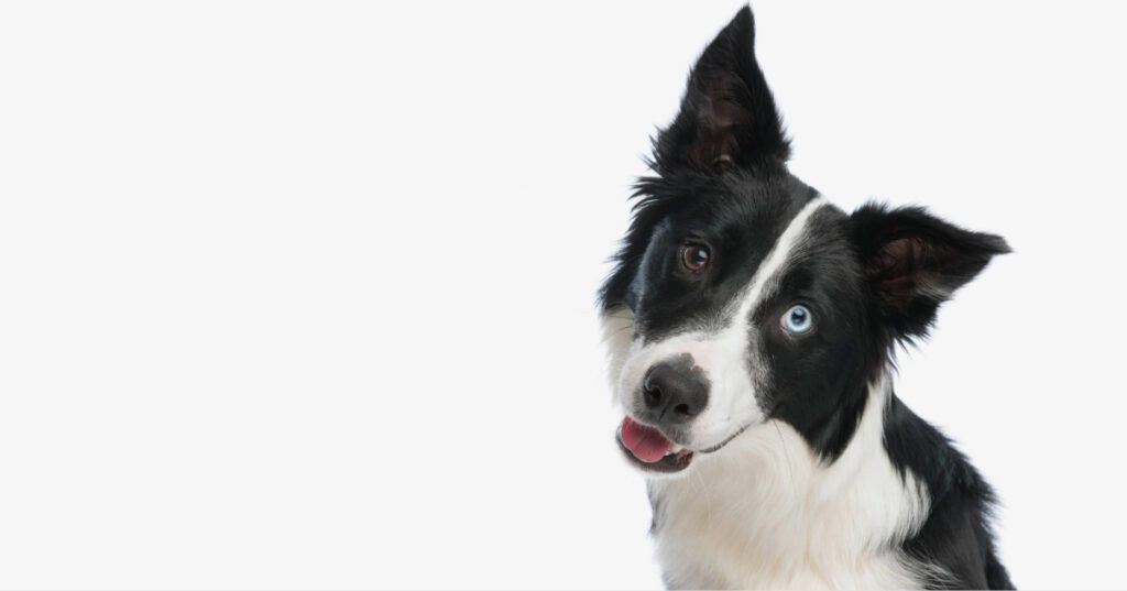 portrait of border collie dog tilting its head at the camera and looking forward