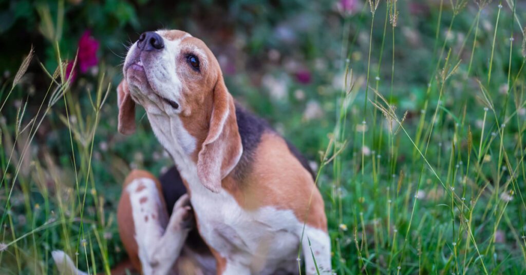 beagle dog scratching itself while sitting outside in a garden