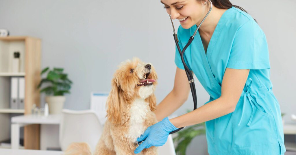 female vet listening to dog's lungs at the hospital