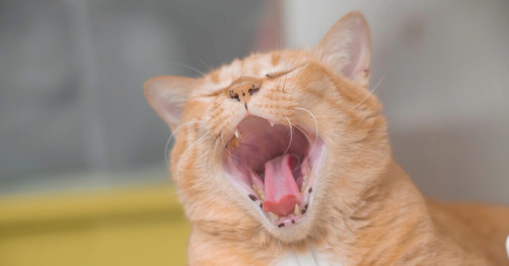 orange cat yawing and exposing bad breath in cats
