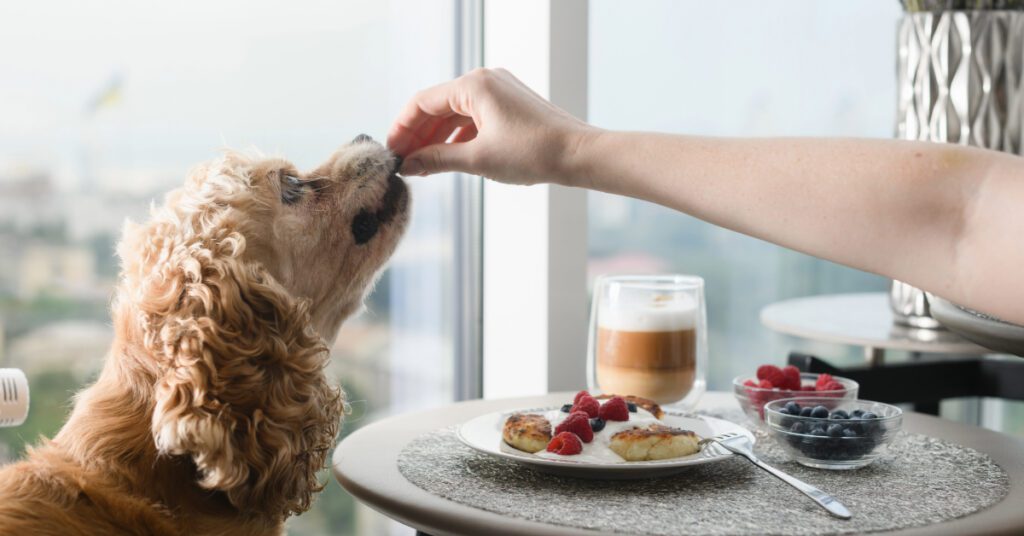 female owner feeding dog blueberries at breakfast