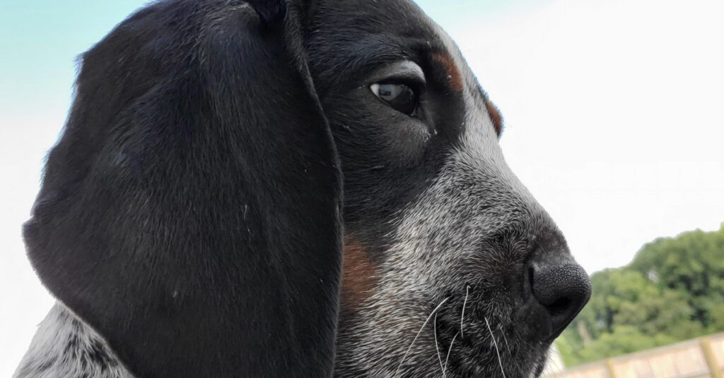 close up of dog's face after getting stung by a bee
