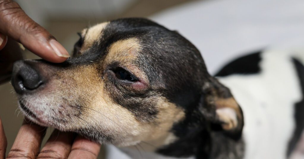 close up of small dog with red irritated eyes