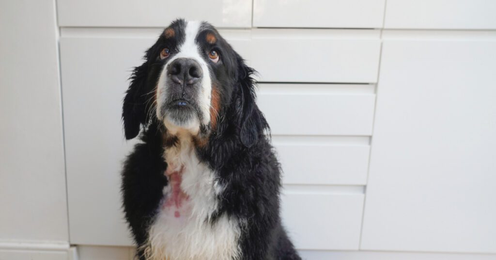 bernese mountain dog sitting at home with a hot spot on its chest