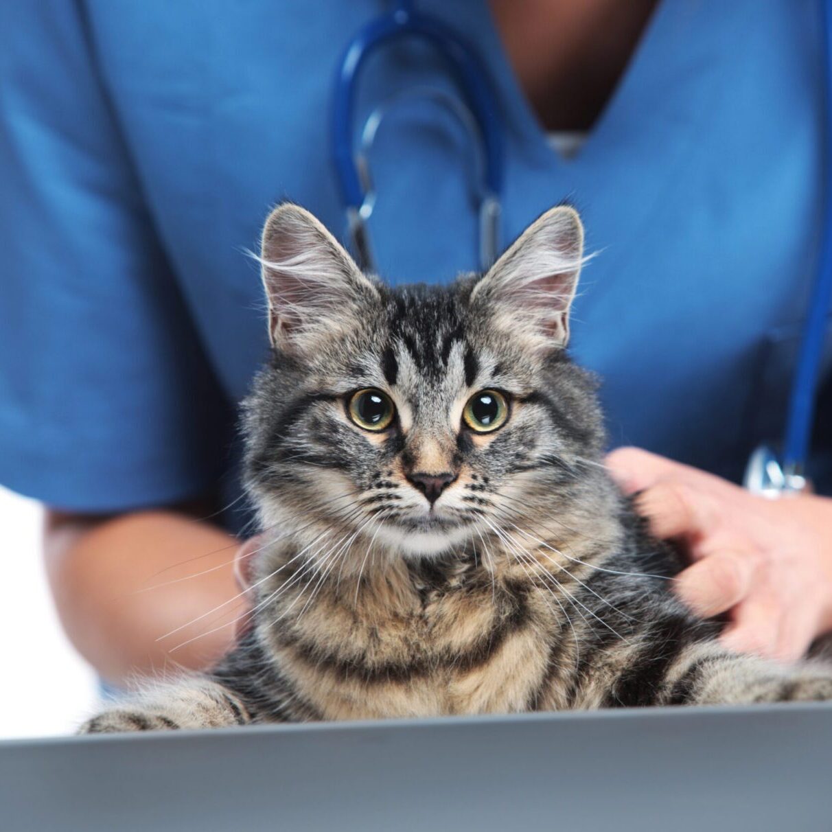 brown tabby cat with veterinarian