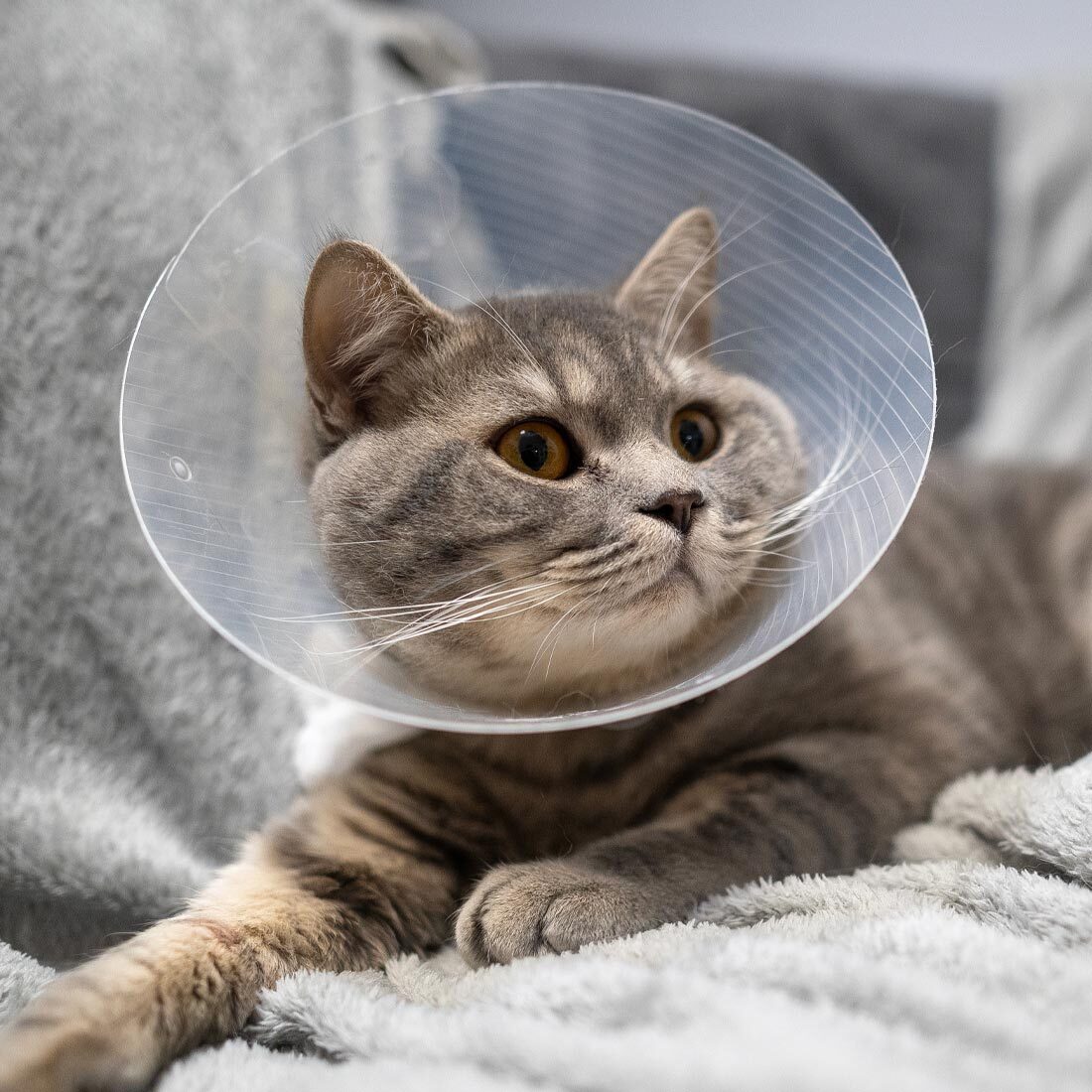 Brown Striped Cat Wearing Cone