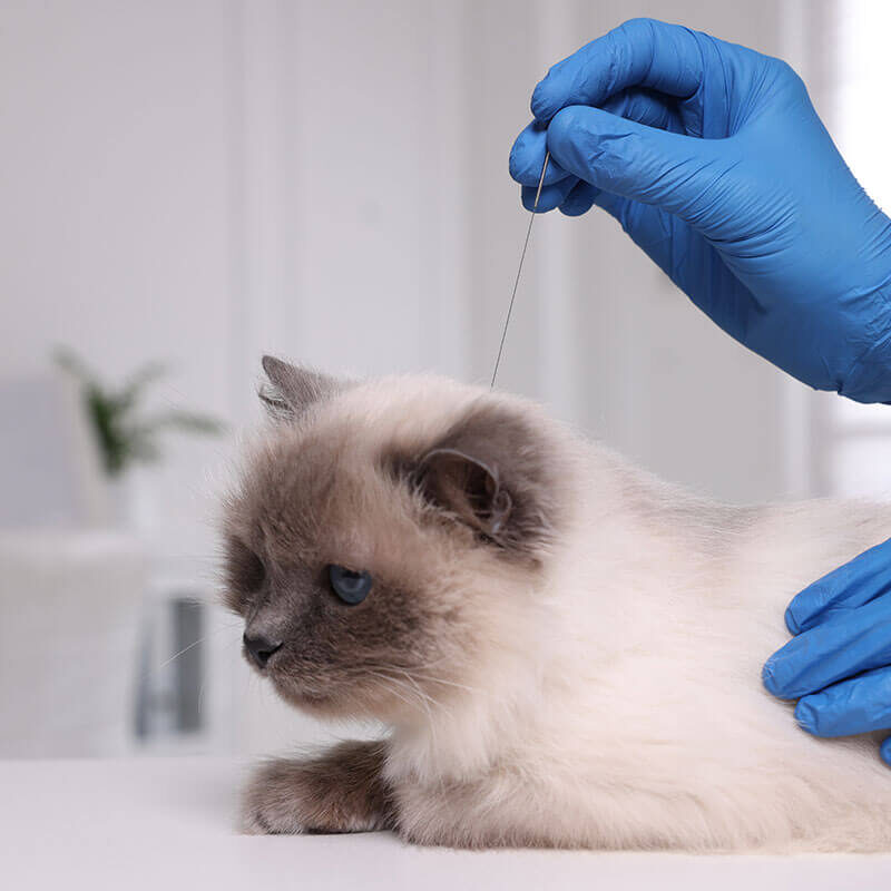 cat with veterinarian during acupuncture treatment