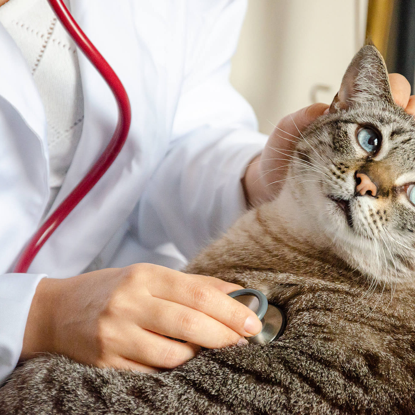 veterinarian examining brown tabby cat with stethoscope