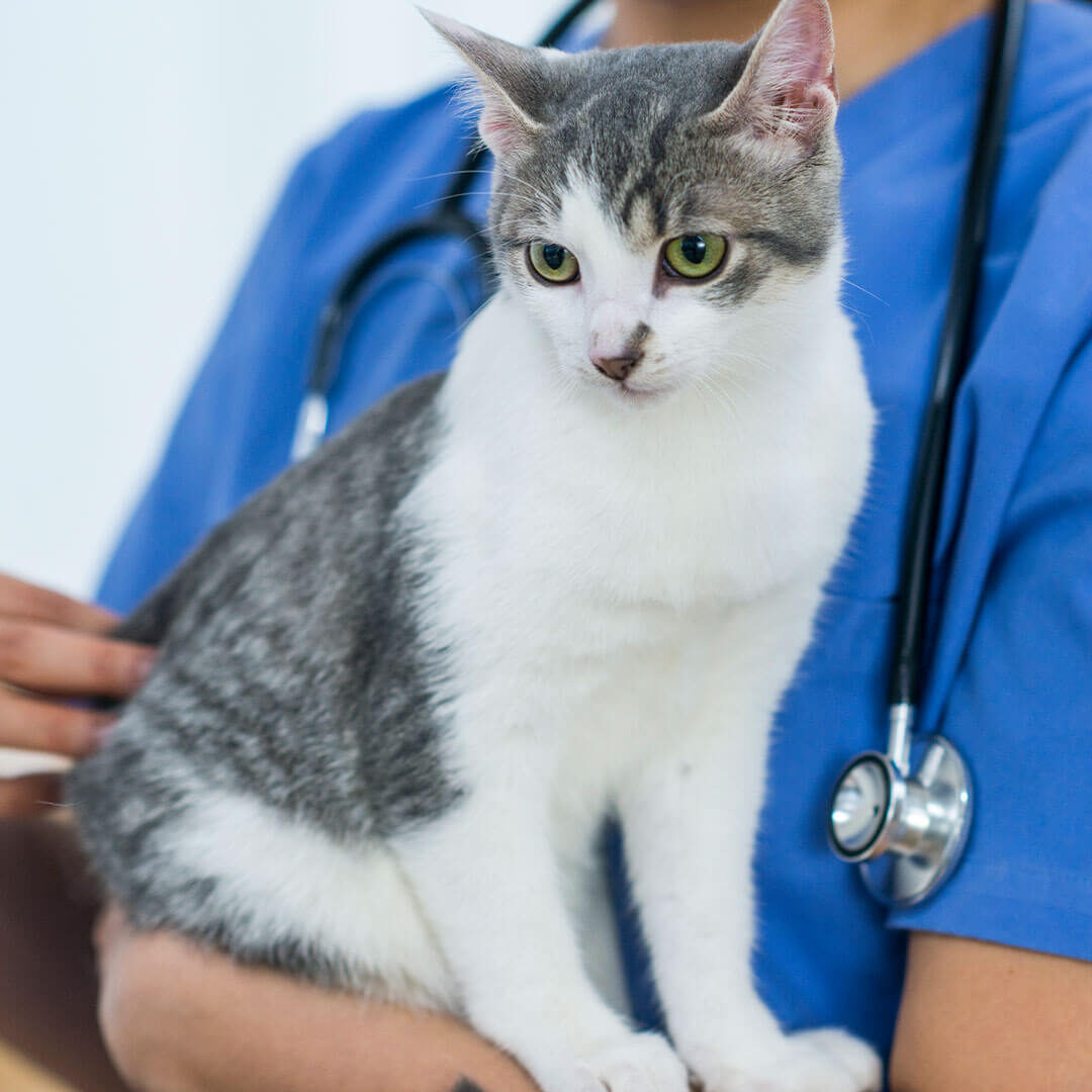 Doctor Holding Cat