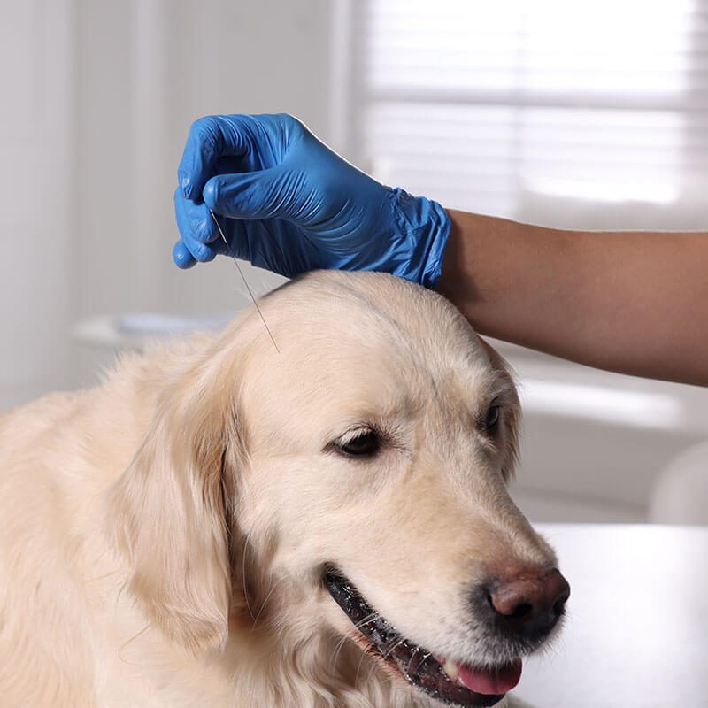 dog with veterinarian for acupuncture treatment