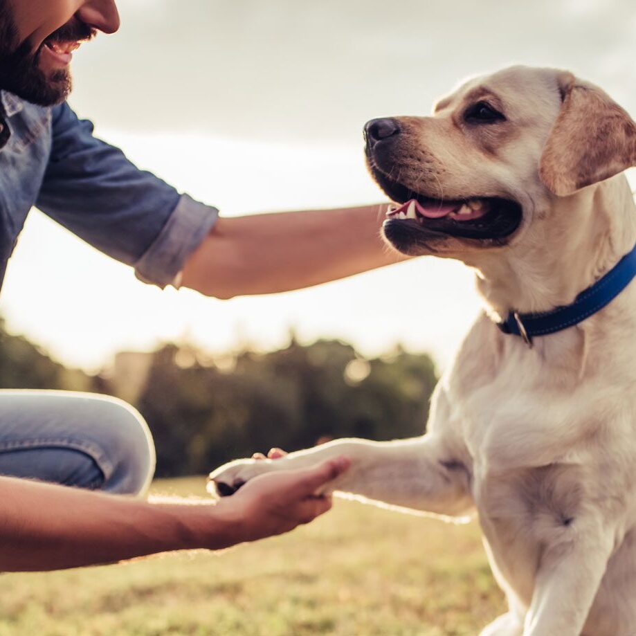 Man Shaking His Dogs Paw