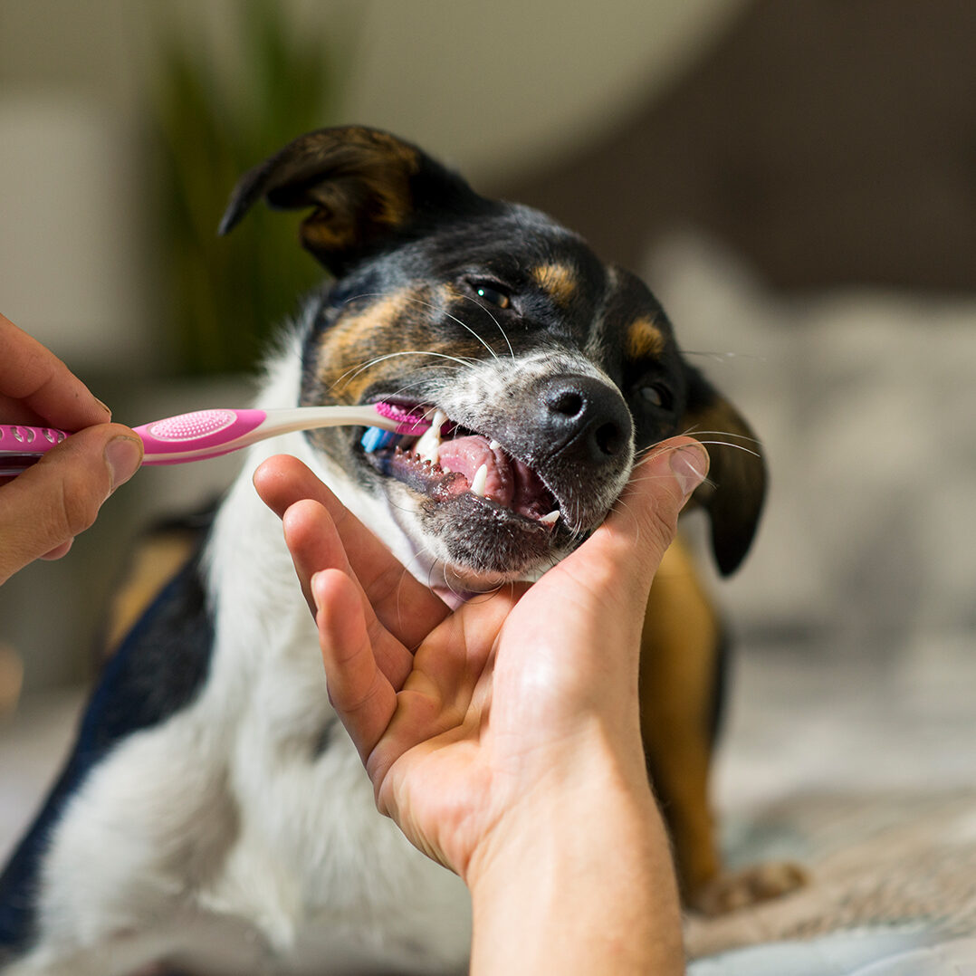 Pet Teeth Cleaning Cookeville Tn Circle