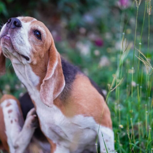 beagle dog scratching itself while sitting outside in a garden