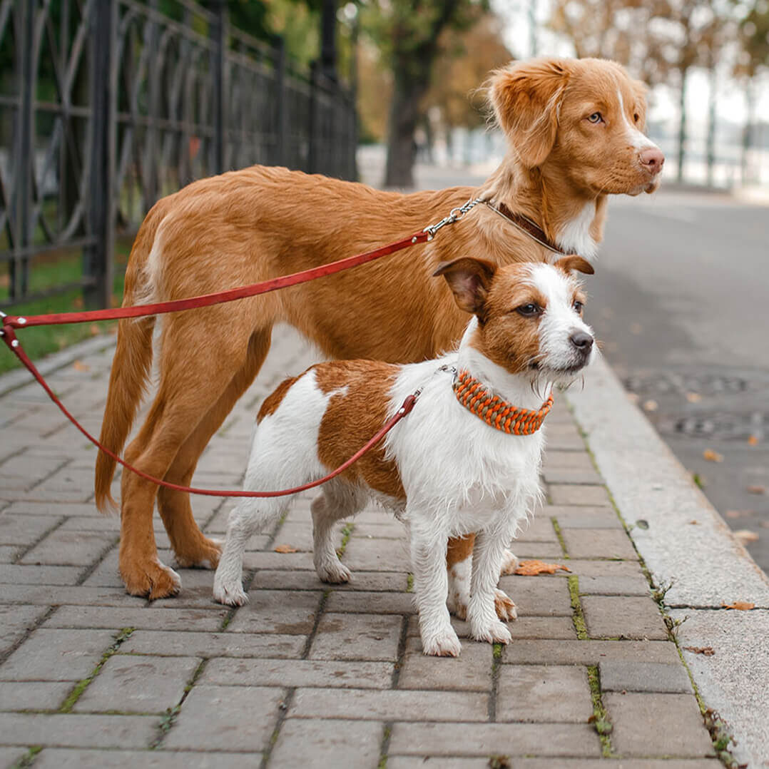 Two Dog Standing On Curb